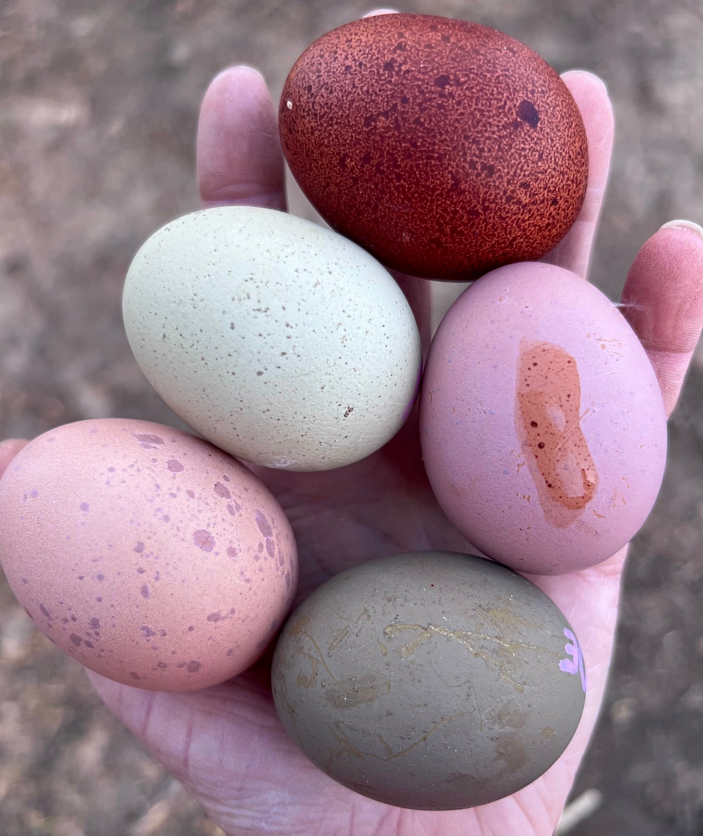Olive Hatching Eggs