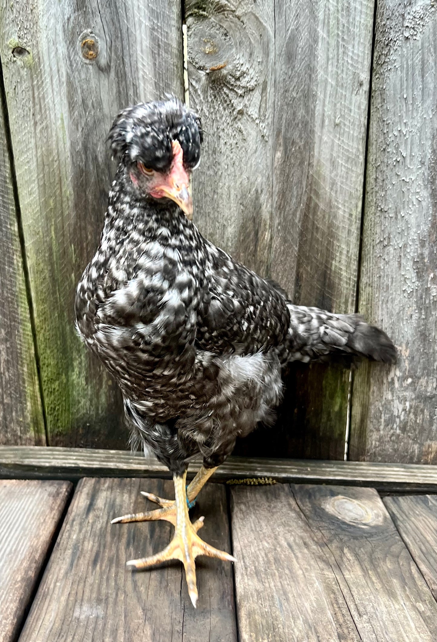 F3+ Hatching Eggs