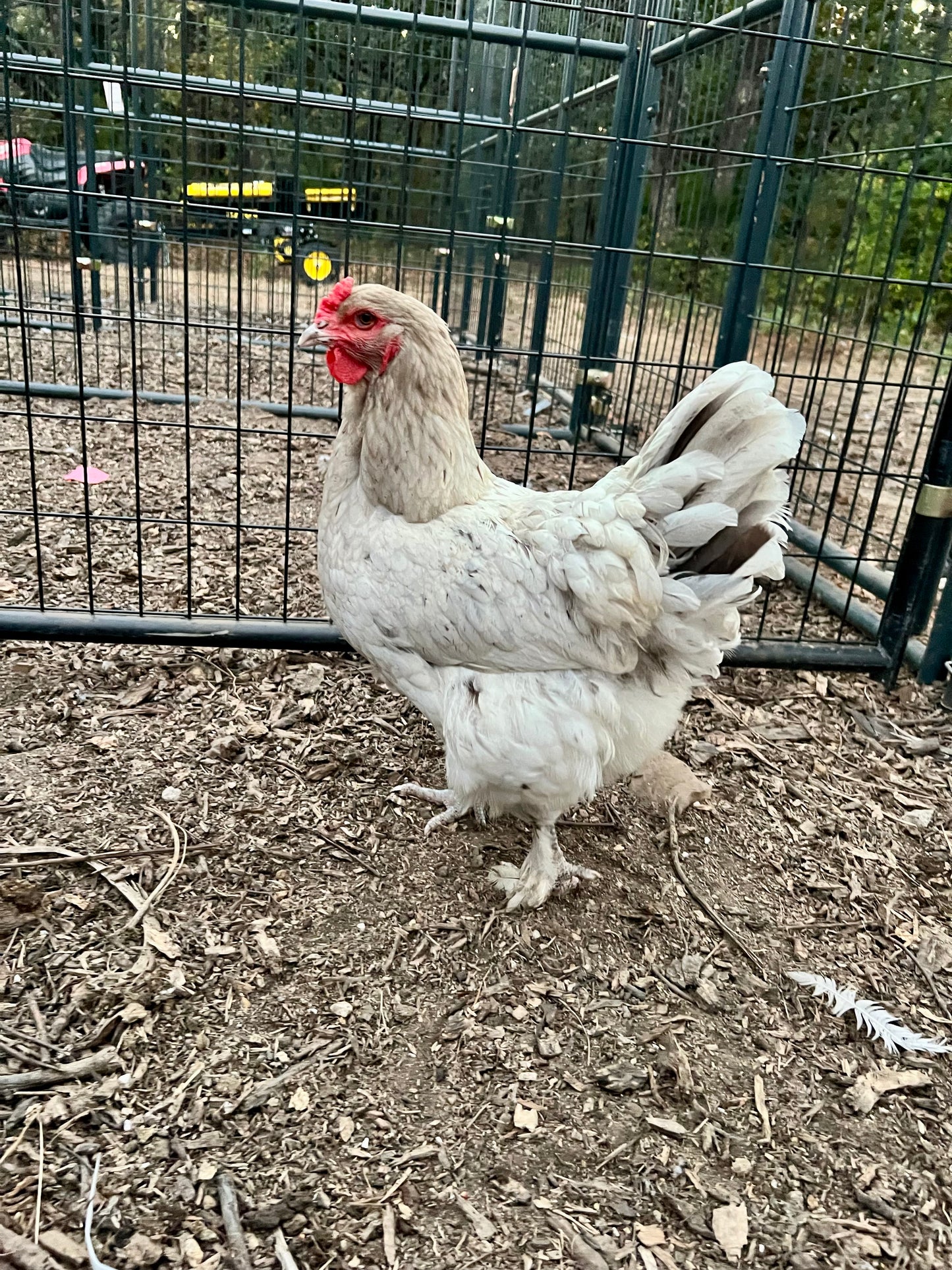 Bianca~ The Original Hatching Eggs