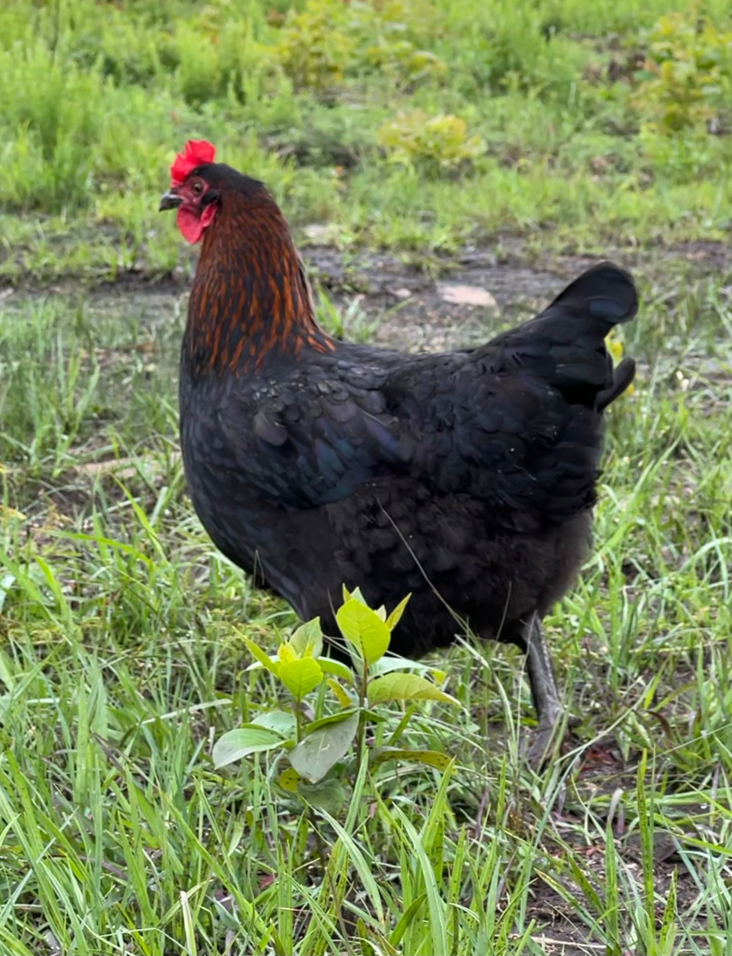 Black Copper Marans Hatching Eggs