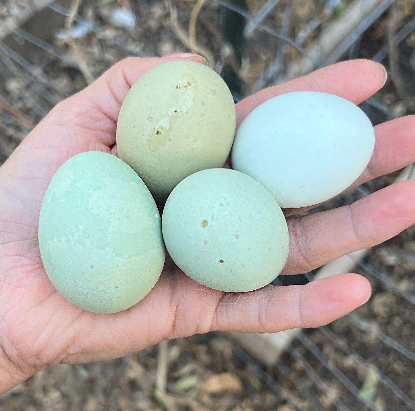 Create Your Own Half or Whole Dozen