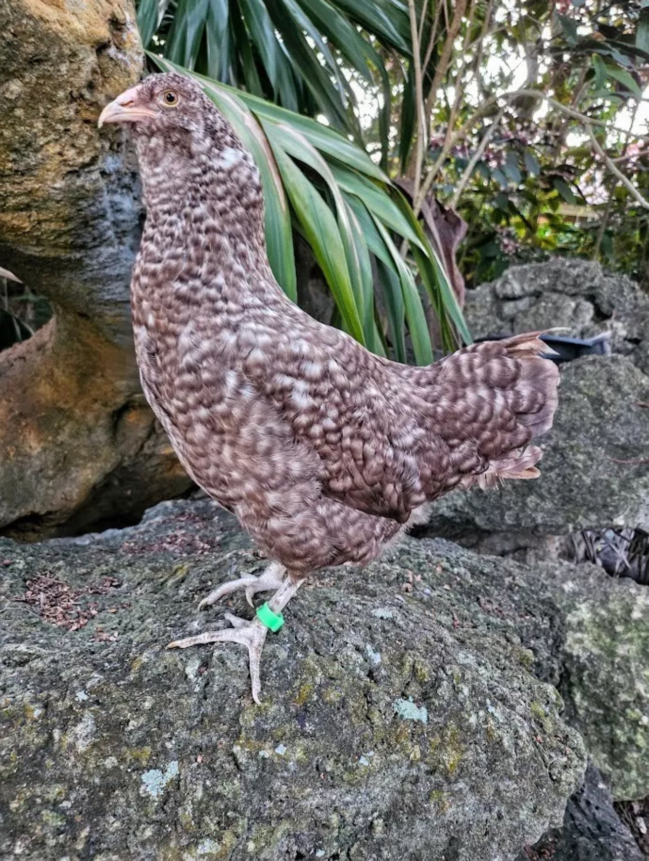 Chocolate Cuckoo Ameraucana Hatching Eggs