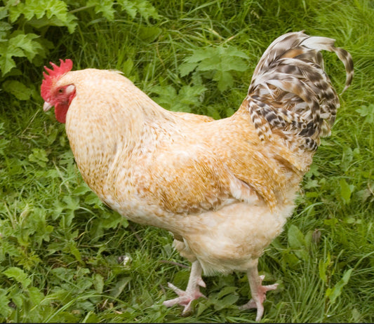 Lemon Cuckoo Niederrheiner Hatching Eggs