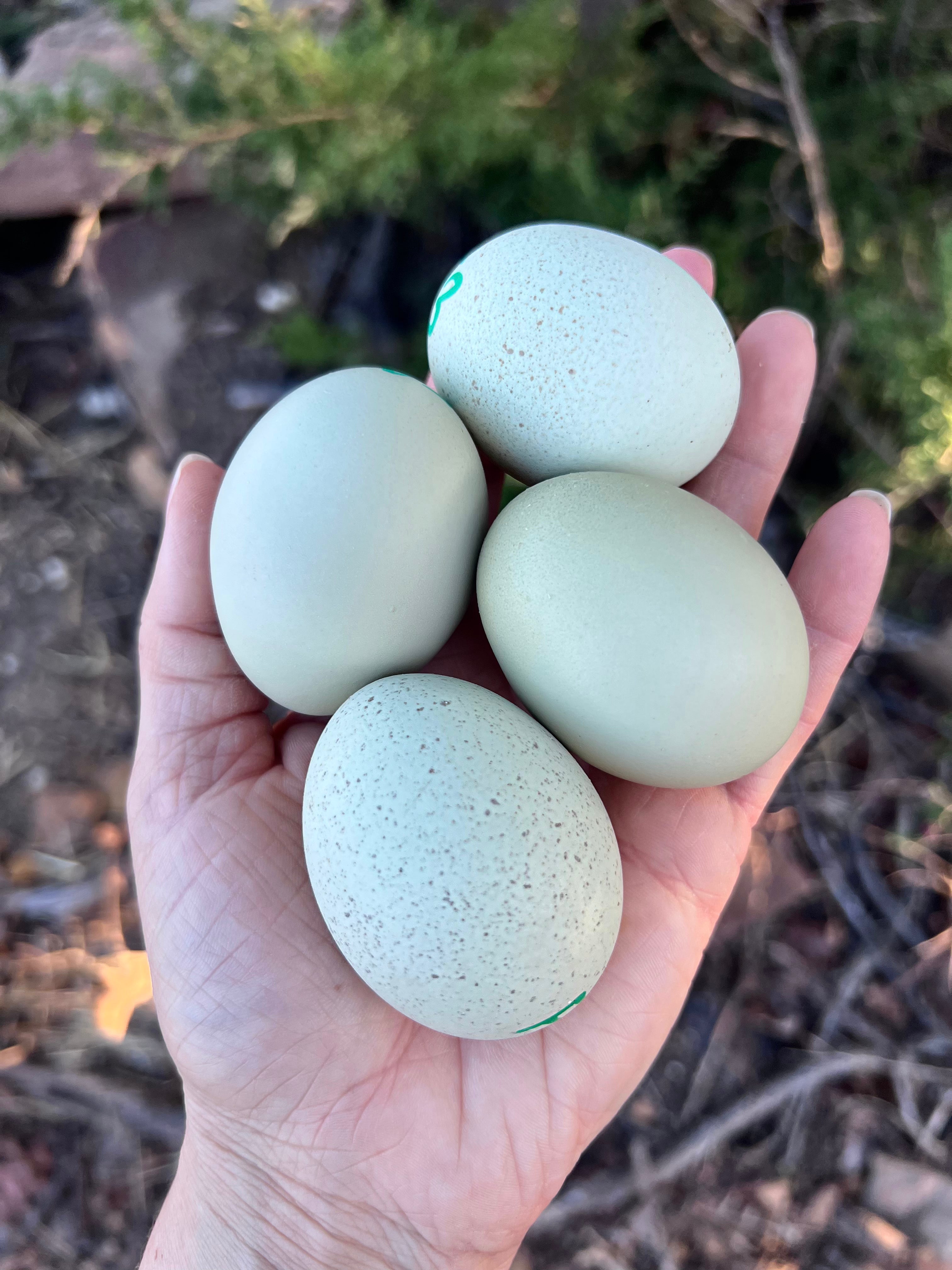 F3+ Hatching Eggs – Hickman Homestead & Micro Hatchery