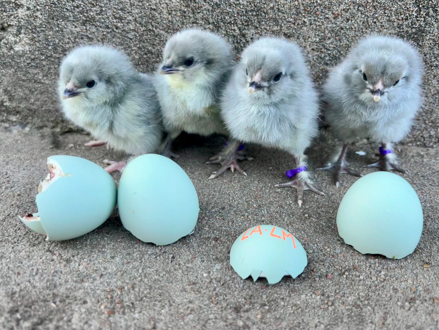 Olive Hatching Eggs