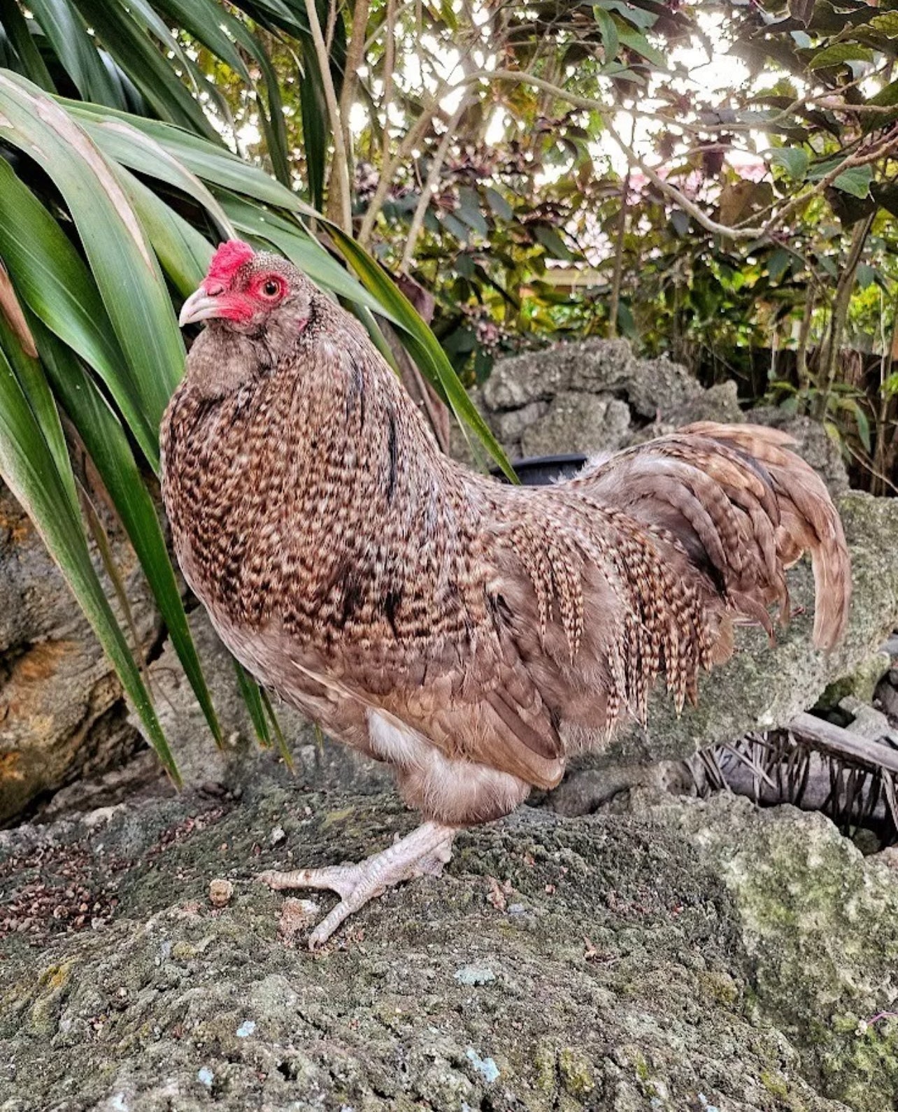 Chocolate Cuckoo Ameraucana Hatching Eggs