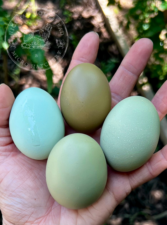 SURPRISE Rainbow 🌈 Hatching Eggs