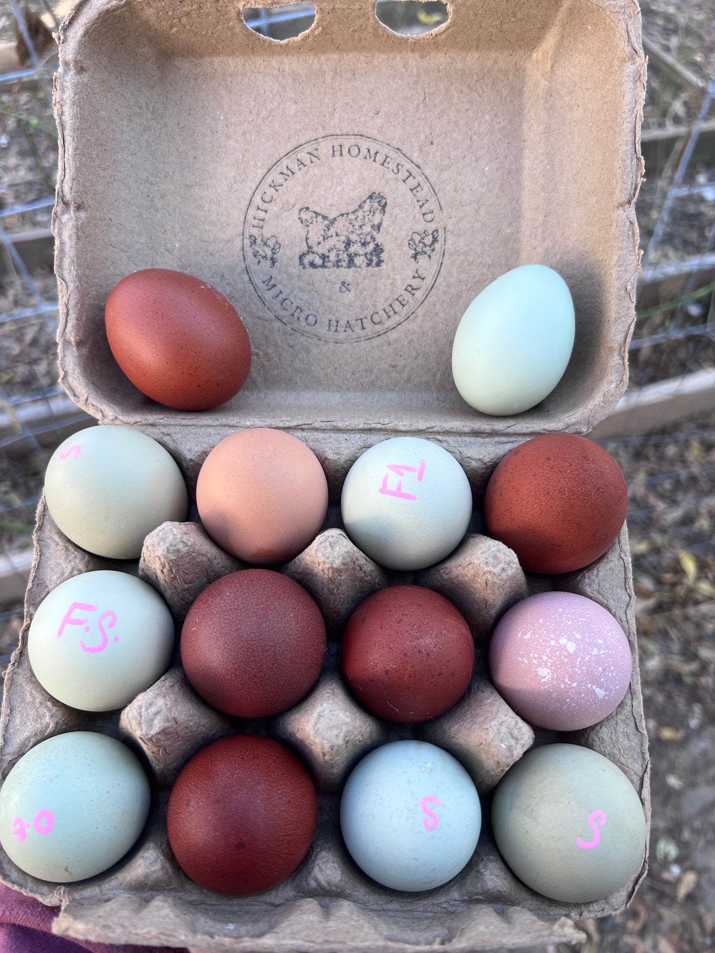 SURPRISE Rainbow 🌈 Chicks