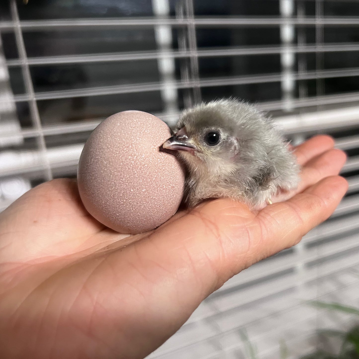 Lavender Birchen Marans Hatching Eggs