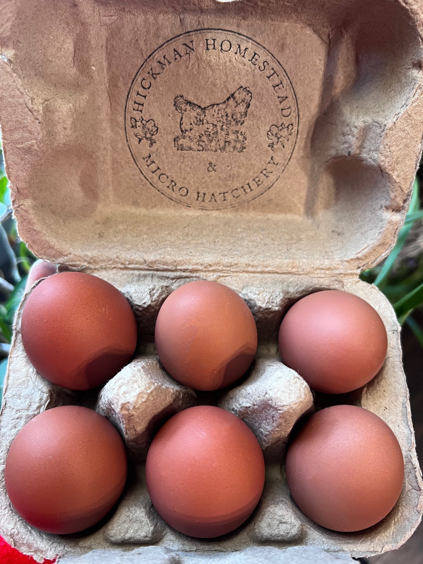 Crele Penedesenca Chicks