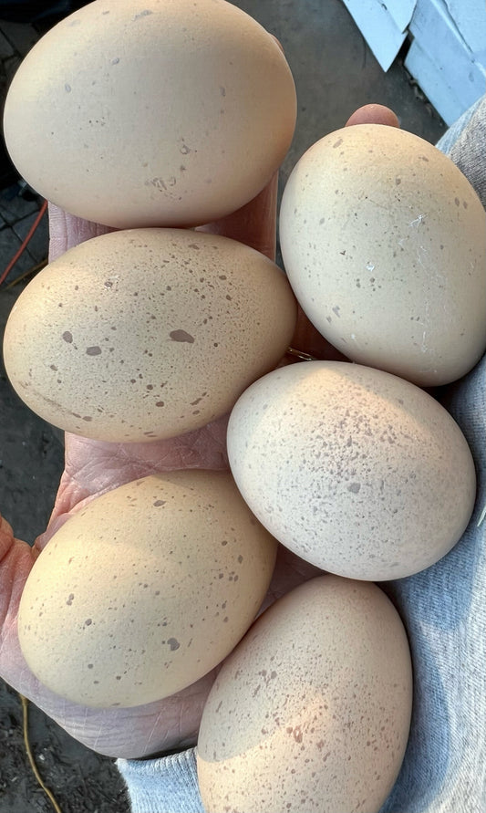 Speckled shades of brown hatching eggs