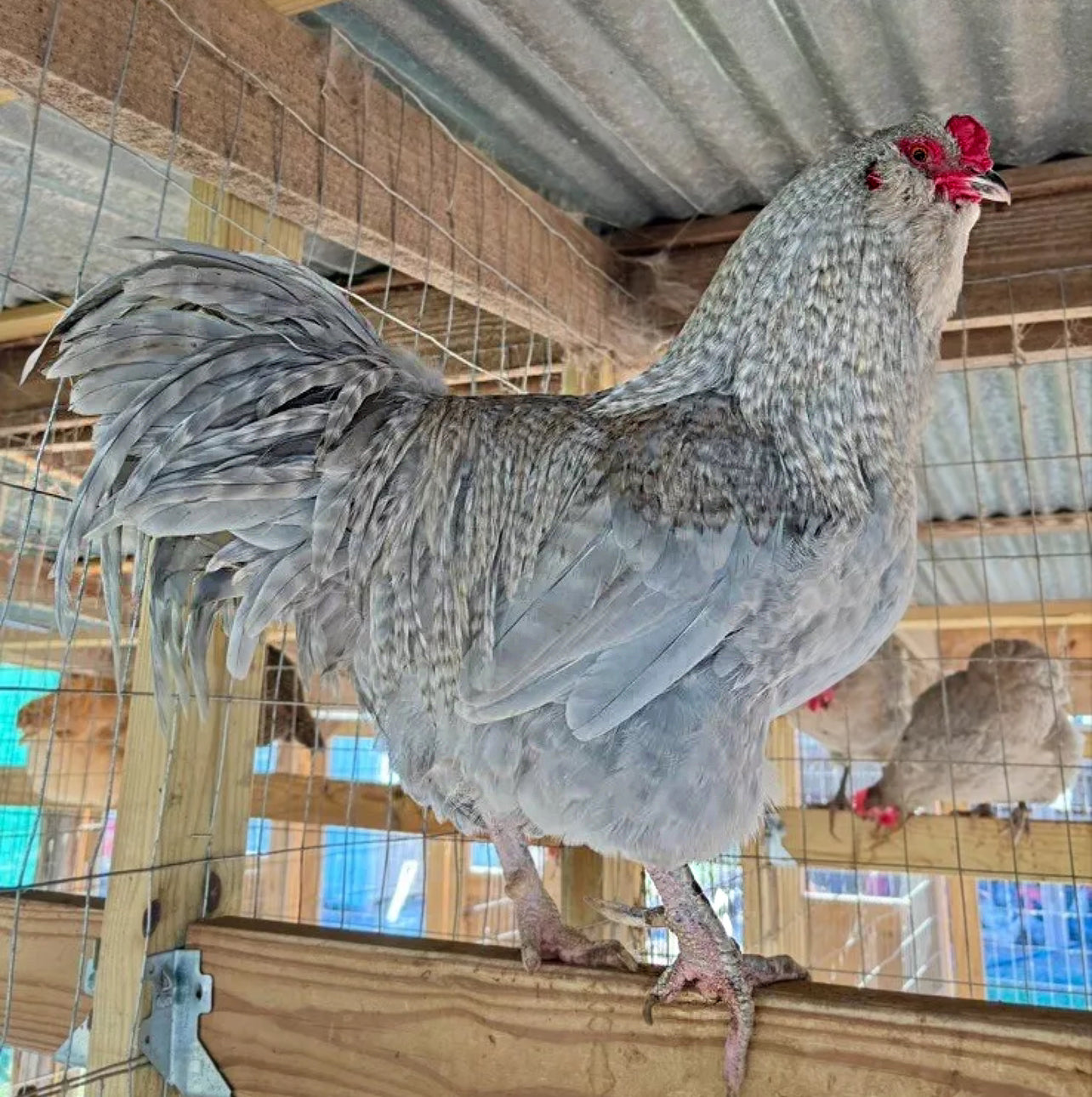 Lavender Cuckoo Ameraucana Hatching Eggs