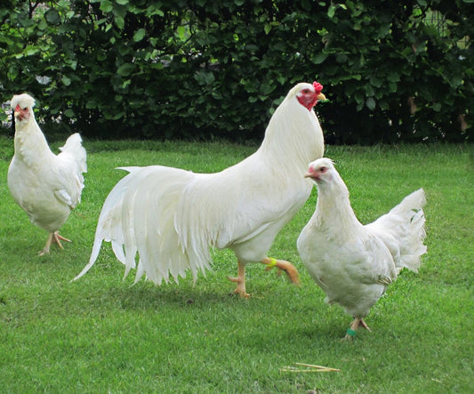 Schijndelaar Hatching Eggs