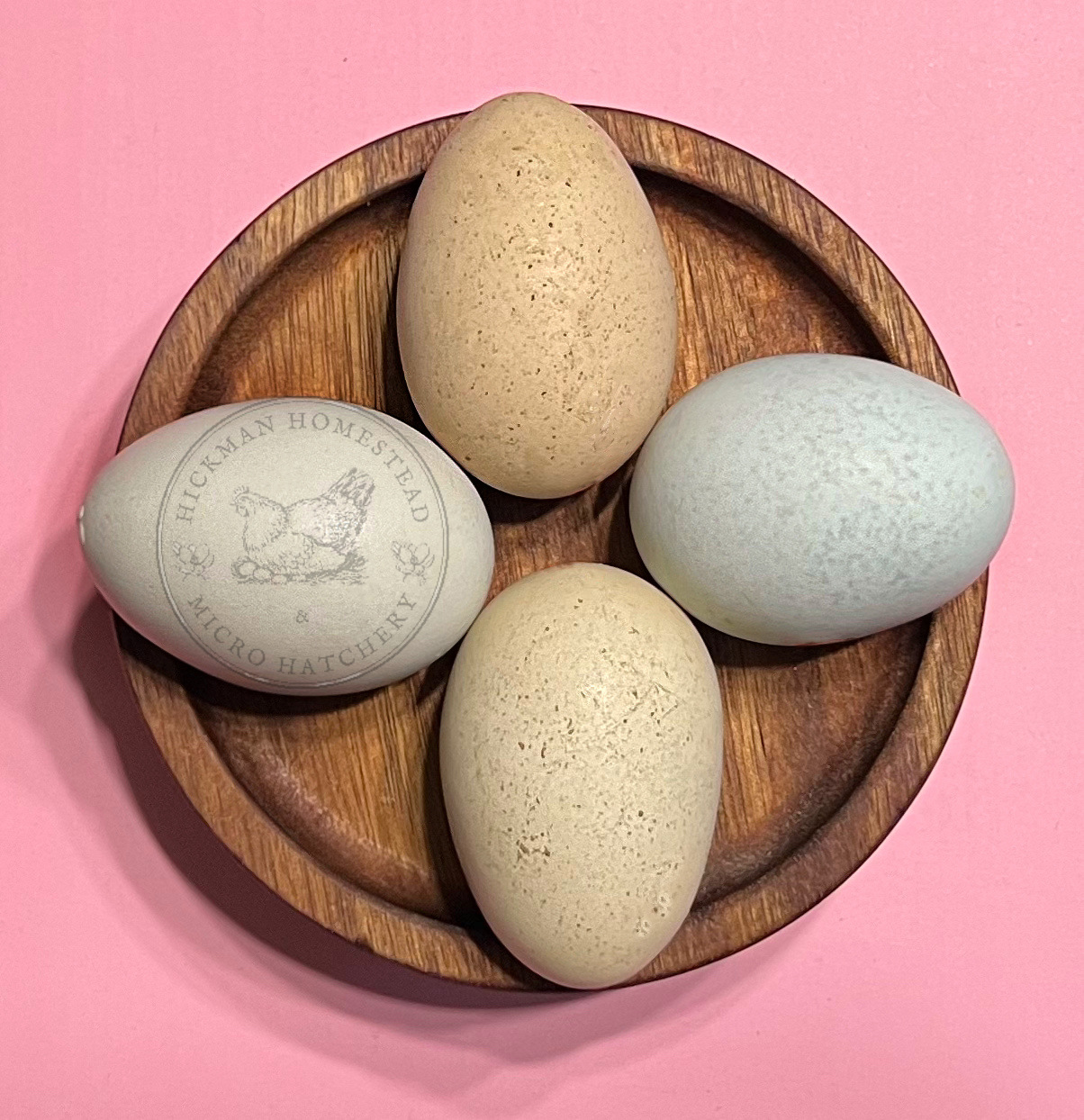 Lavender Cuckoo Ameraucana Hatching Eggs