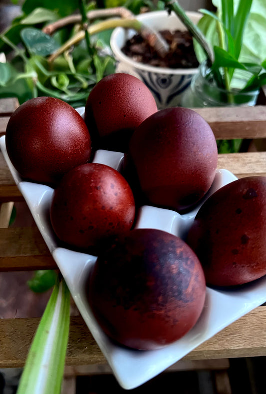 Black Copper Maran Chicks