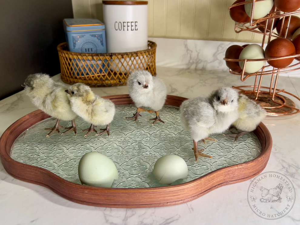 Lavender Cuckoo Ameraucana Chicks – Hickman Homestead & Micro Hatchery