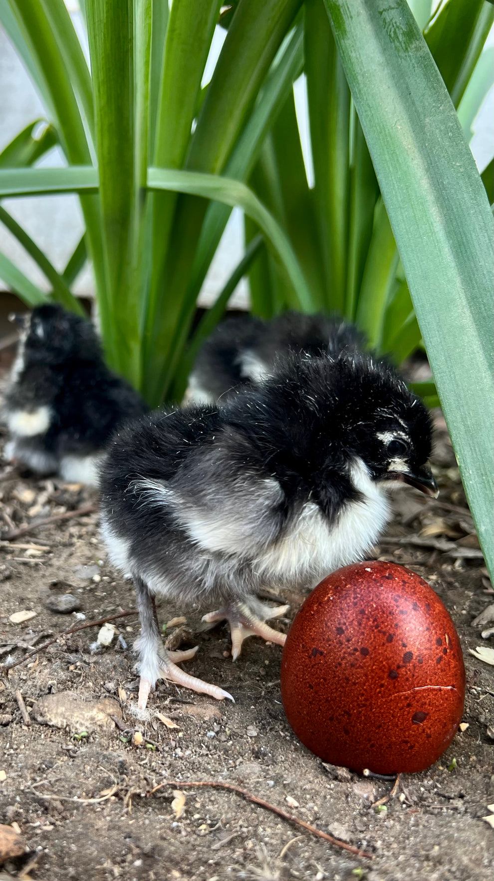Black Copper Marans Chicks – Hickman Homestead & Micro Hatchery