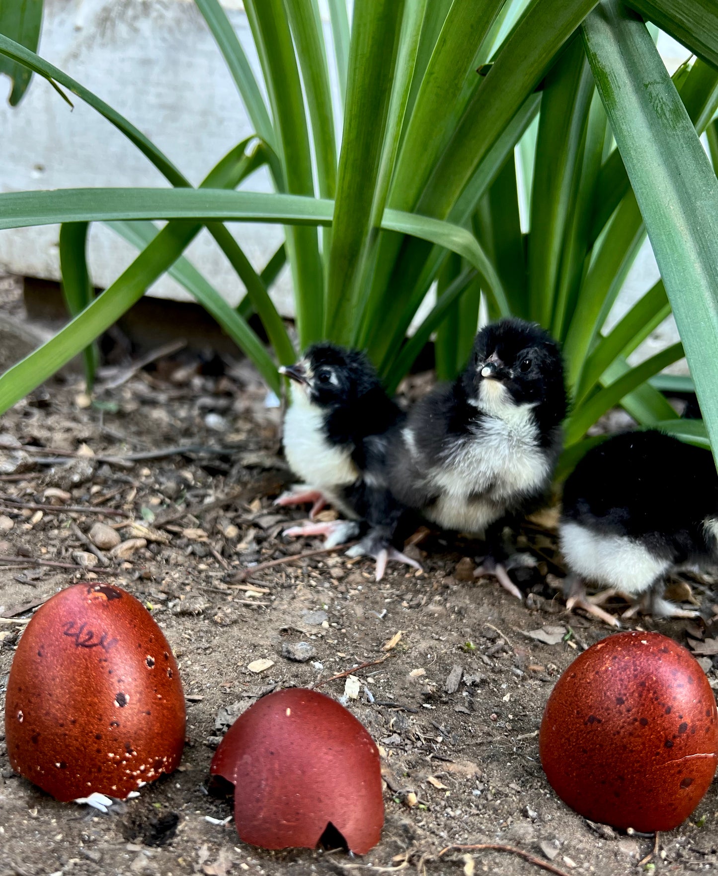 Black Copper Marans Chicks