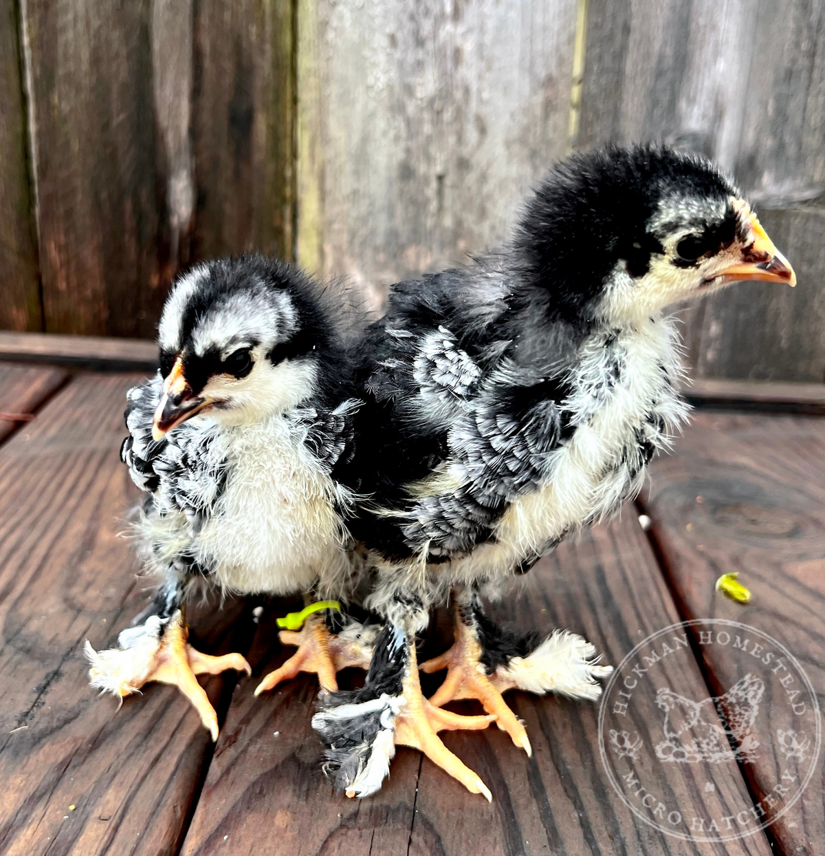 Olive Chicks – Hickman Homestead & Micro Hatchery