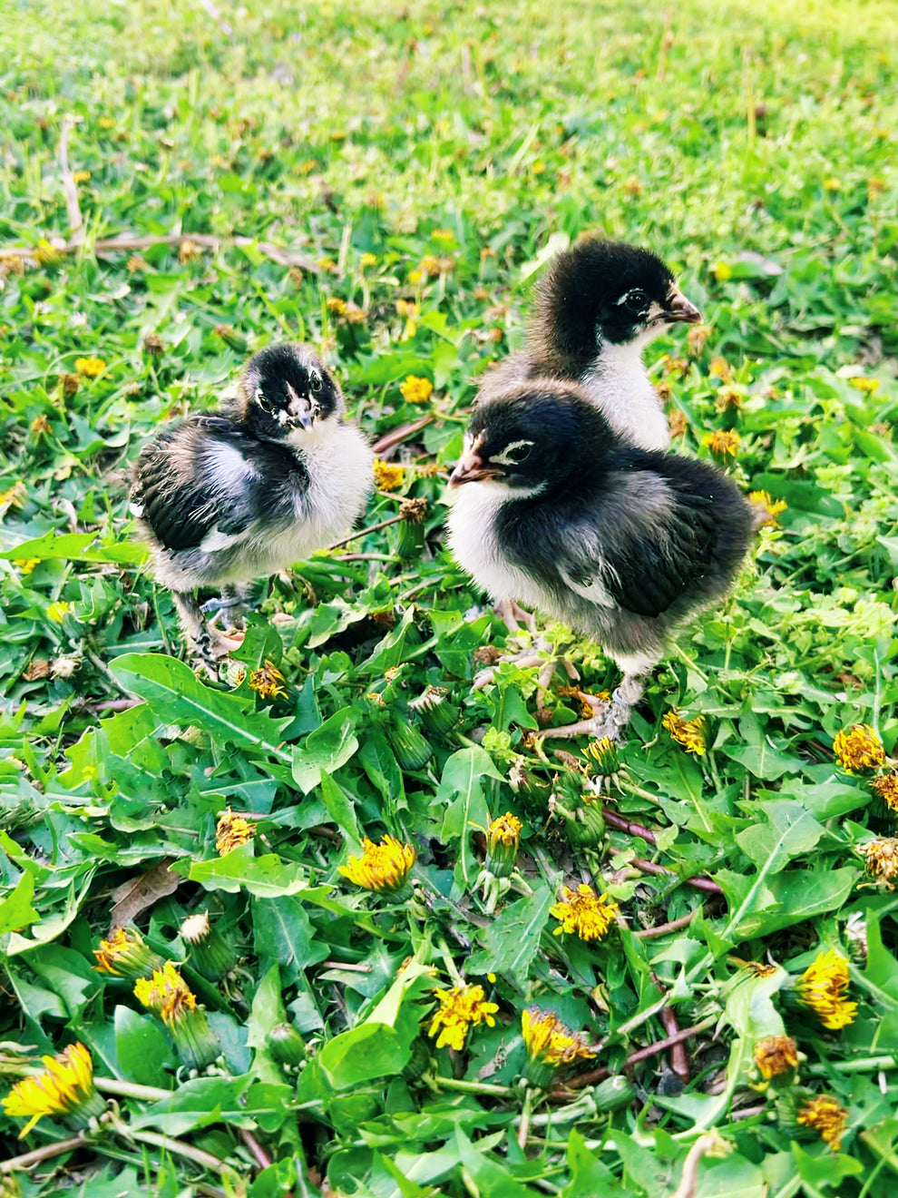 Black Copper Marans Chicks – Hickman Homestead & Micro Hatchery